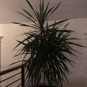 Meet your Posher, Paul